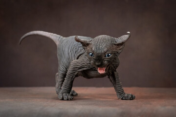 Canadian Sphynx kitten on a brown background. The kitten meows.