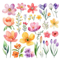 Collection of watercolor spring flowers transparent background
