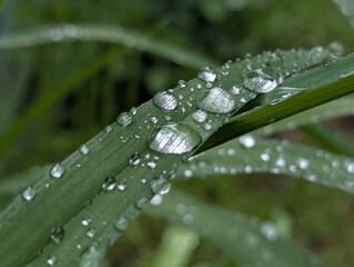 After a warm spring rain on the wide or narrow leaves of a flower bed, in a garden or flower beds, the leaves collect droplets of moisture in transparent balls