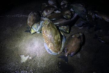 newly harvested fish
