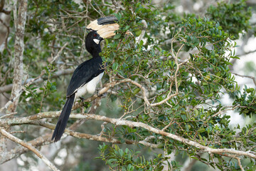 Close up of a Malabar pied hornbill on a tree branch