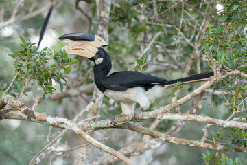 Close up of a Malabar pied hornbill on a tree branch © Thisara