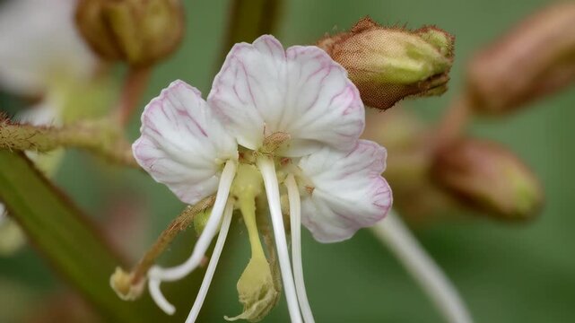 Close-up of blooming white wildflower with pink veins and long white stamens, surrounded by green leaves and brown buds in a natural setting