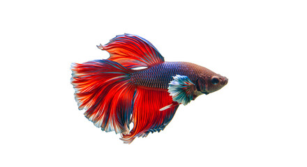 Fototapeta premium Vibrant Red and Blue Betta Fish Isolated on White