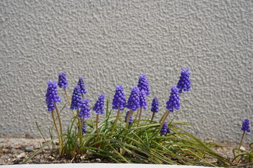 住宅脇のムスカリ