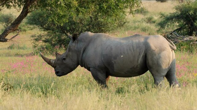 An endangered white rhinoceros (Ceratotherium simum) standing in natural habitat, South Africa