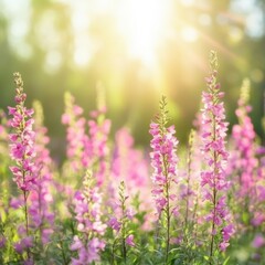 Obraz premium Pink Snapdragon Flowers Blooming in a Field Bathed in Sunlight, Close Up View, Serene and Peaceful Nature Scene, Outdoors