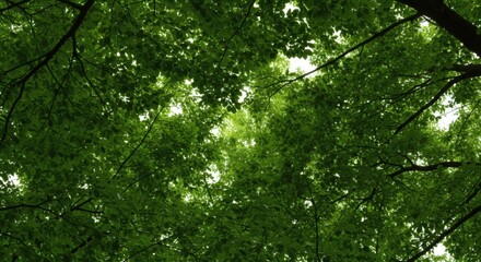 Obraz premium Emerald Canopy Sunlight Filtered Through Forest Leaves.