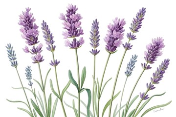 Naklejka premium Lavender Flower Illustration with Soft Watercolor Effect on Minimal Background