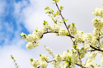 Beautiful blooming apple tree in the garden.