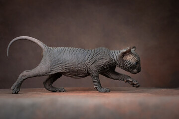 Canadian Sphynx kitten posing on a brown background. An elf with blue eyes, studio shooting.