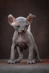 Canadian Sphynx kitten posing on a brown background. An elf with blue eyes, studio shooting.