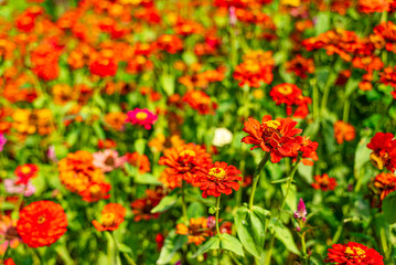 Red flower field blooming on a sunny day with blurred copy space background