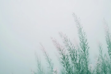 Obraz premium Misty meadow grasses