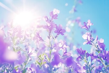 Fototapeta premium Purple flowers bathed in sunlight