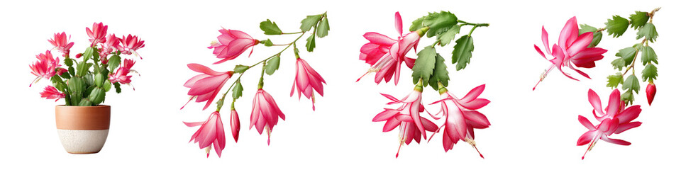 Fototapeta premium Beautiful Pink Cactus Flowers - Perfect for Botanical Illustrations, Floral Designs, and Nature-Inspired Decor