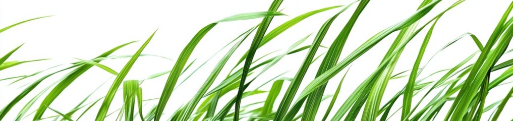 Fototapeta premium Fresh Green Grass Blades