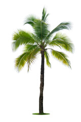 Coconut palm tree isolated on white background.