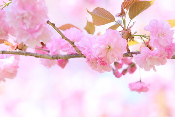 満開の八重桜のクローズアップ