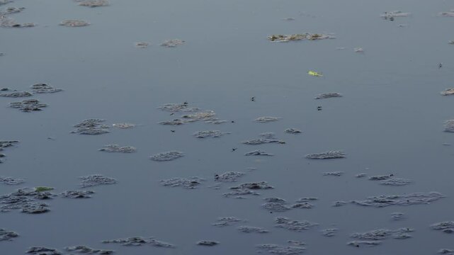 Group of water striders (Gerridae) flying and gliding over a tranquil body of water during daytime