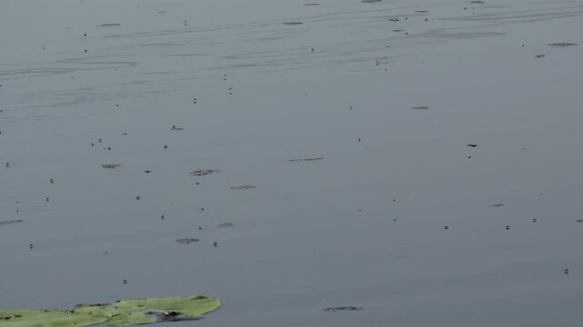 Group of water striders (Gerridae) hovering over a tranquil body of water during daytime