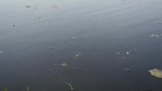Group of water striders (Gerridae) hovering and gliding over a tranquil body of water during daytime
