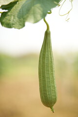 Luffa acutangula 