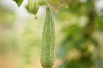 Luffa acutangula 