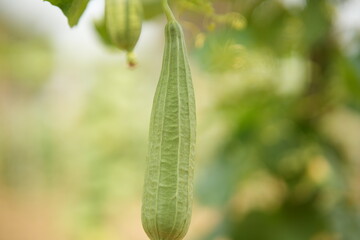 Luffa acutangula 