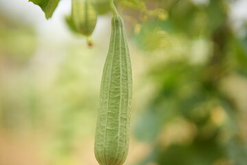 Luffa acutangula 