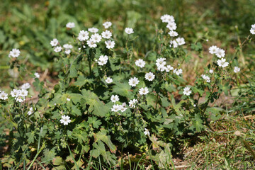 Closeup on a white flowering hedgerow cranesbill, Geranium pyrenaicum