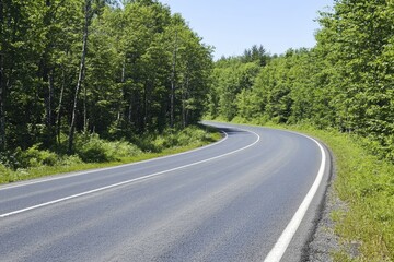 Fototapeta premium Winding Road Through Lush Forest