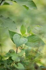 Obraz premium close up of a green leaf