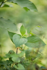close up of a green leaf