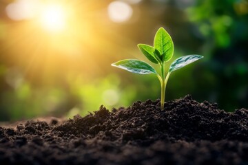 Fototapeta premium Young sprout emerging from soil, bathed in sunlight (1)
