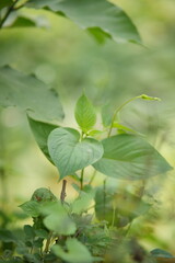 close up of a green leaf