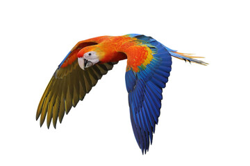 Obraz premium Colorful flying Camelot Macaw parrot isolated on transparent background png file
