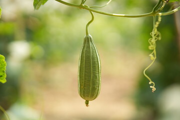 Luffa acutangula 