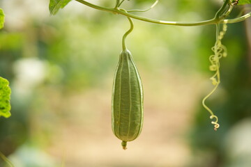 Luffa acutangula 