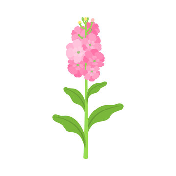 ストック（アラセイトウ）。フラットなベクターイラスト。
Garden stock. Flat vector illustration.