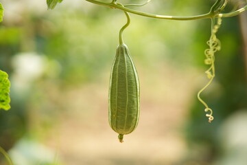 Luffa acutangula 