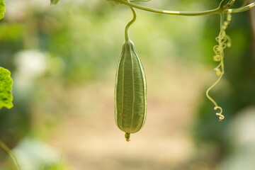 Luffa acutangula 