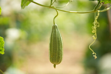 Luffa acutangula 