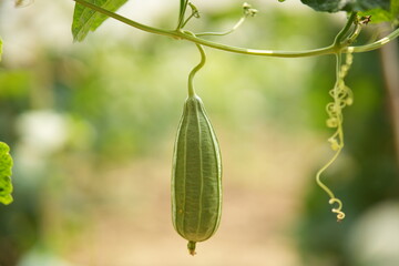 Luffa acutangula 