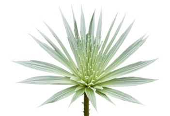 Silversword Plant Leaves Nature Green Botanical Photo
