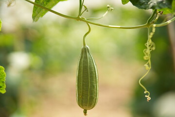 Luffa acutangula 