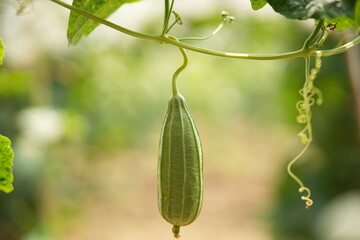 Luffa acutangula 
