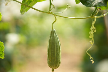 Luffa acutangula 