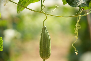 Luffa acutangula 