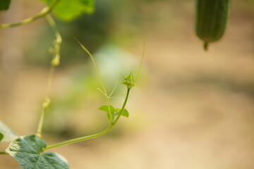 Luffa acutangula 